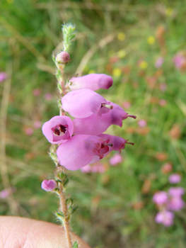 Fleurs formant des grelots allongés et à la couleur purpurine régulière, majoritairement tournées du même côté. Agrandir dans une nouvelle fenêtre (ou onglet)